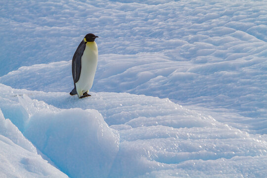 Emperor penguin stands on sea ice in Antarctica while observing its surroundings near Snow Hill Island