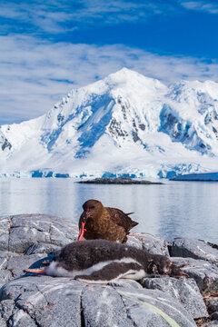 Brown skua feeding on gentoo penguin chick on rocky shore in Antarctica