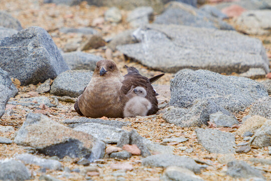 Brown skua with newly hatched chick resting on rocks in Antarctica