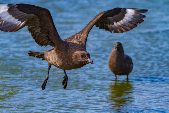 Brown skua flying above meltwater pond in Antarctica during a sunny day showcasing the natural behavior of the species