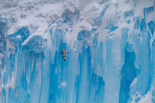 Cape petrel flies against icy backdrop in Antarctica displaying its wings and contrasting colors while navigating Elephant Island environment