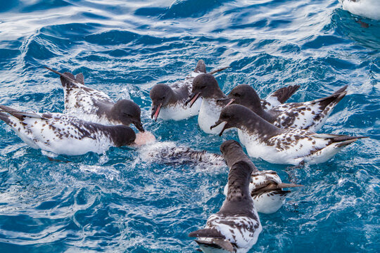 Cape petrels scavenging on a penguin carcass in the waters of Elephant Island in Antarctica
