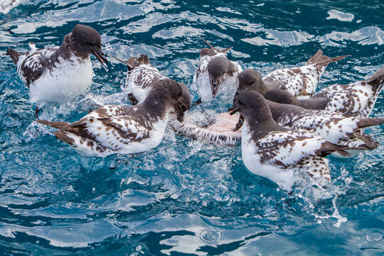 Cape petrels feed on a penguin carcass in icy waters near Elephant Island in Antarctica
