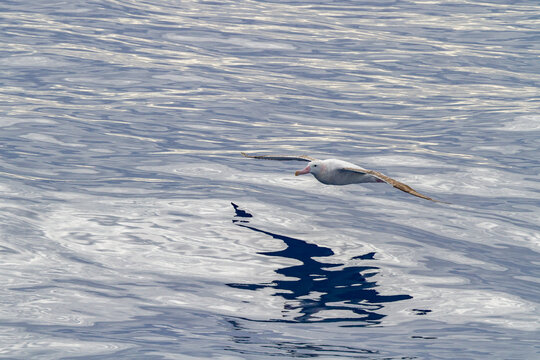 Wandering albatross flies over the waters of the Drake Passage in the Antarctic Peninsula during a clear day