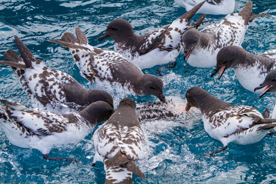 Cape petrels scavenging on a penguin carcass in the waters off Elephant Island during the Antarctic summer