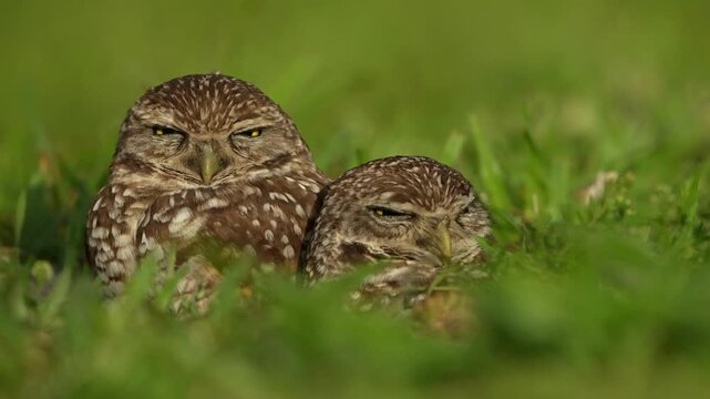 closeup two beautiful burrowing owls guarding on the nest alertly with clean background