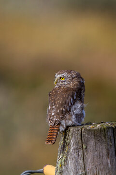Adult austral pygmy-owl perched on a post at Estancia Harberton in Tierra del Fuego, Argentina during daylight hours