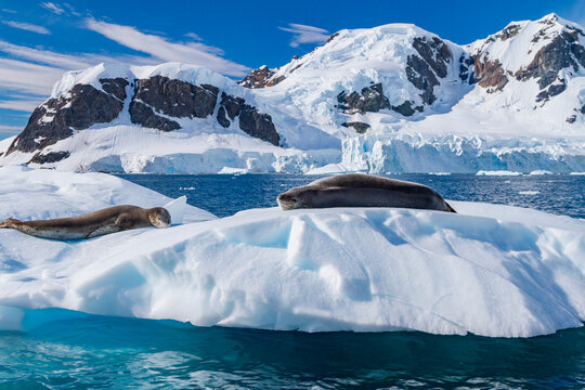 Leopard seals rest on ice near the Antarctic Peninsula in Antarctica under a blue sky with mountains and glaciers