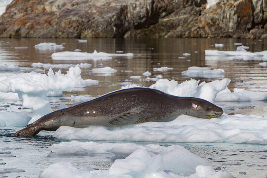 Adult leopard seal resting on ice in the Antarctic region during daylight hours