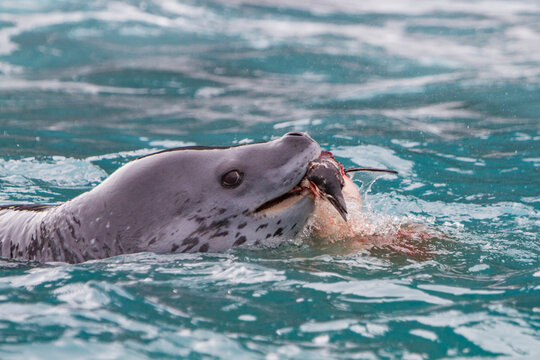 Leopard seal hunts penguin for food in Antarctic waters near the Antarctic Peninsula