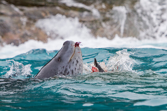 Leopard seal feasting on a penguin in Antarctic waters near the Antarctic Peninsula