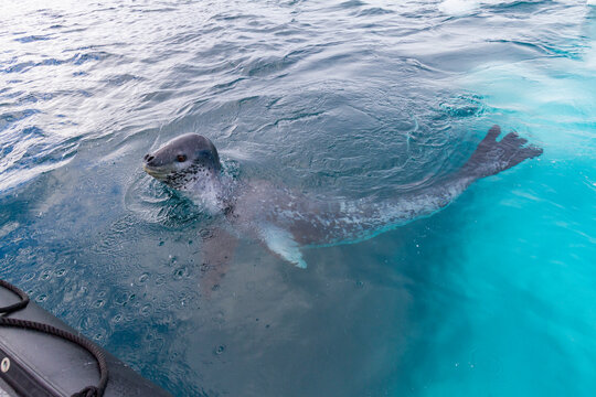 Leopard seal approaches Zodiac in Southern Ocean near Antarctic Peninsula as it moves through cold waters