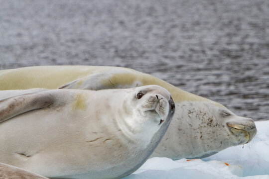 Crabeater seals rest on ice floe in Antarctica during daylight hours
