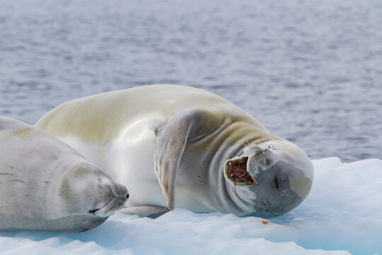 Pair of crabeater seals on ice floe near Antarctic Peninsula engaging in resting and foraging behavior