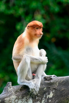 Proboscis monkey sitting on a branch in Borneo forest during daytime