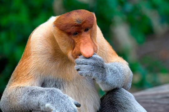 Portrait of a Proboscis monkey thinking in Borneo, Malaysia