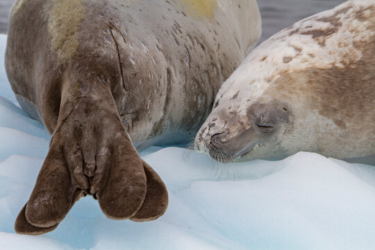 Pair of crabeater seals resting on ice floe near Antarctic Peninsula during summer