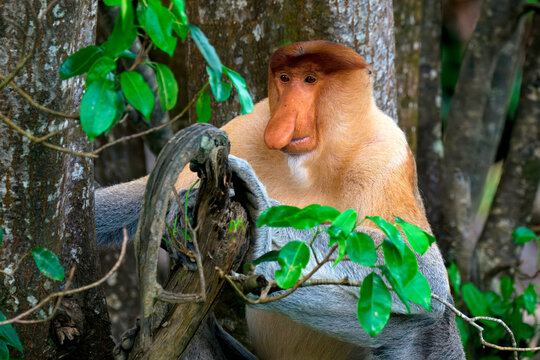 Proboscis monkey sits on a branch and observes the surroundings in a Malaysian forest in Borneo