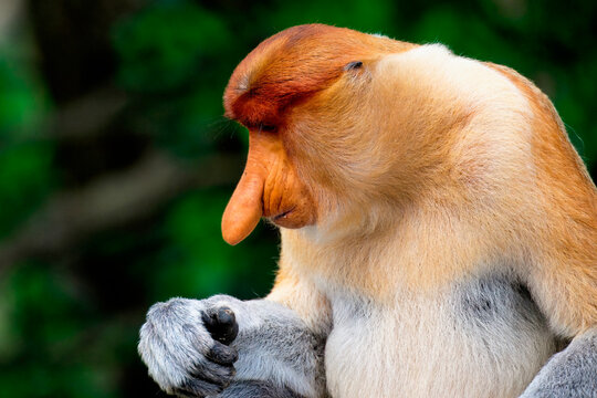 Proboscis monkey sits quietly while examining its hand in Borneo, Malaysia during the day