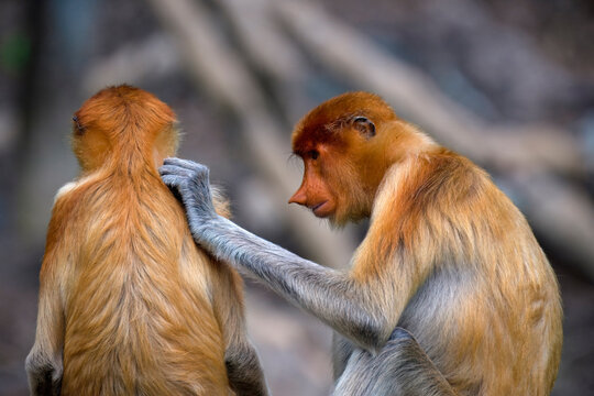 Proboscis monkeys groom each other in a natural setting in Borneo Malaysia during the afternoon