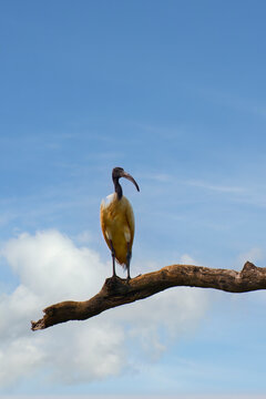 Black-headed ibis on a branch in Sri Lanka under a clear blue sky and soft clouds