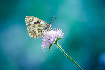 Zbliżenie makro na motyla Polowiec szachownica (Melanargia galathea) siedzącego na fioletowym kwiecie świerzbnicy polnej. Tło to głęboki turkus z miękkim efektem bokeh. © Henryk Niestrój