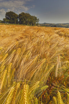 Field of nearly-ripe barley swaying in the wind near Teignmouth in Devon during late summer