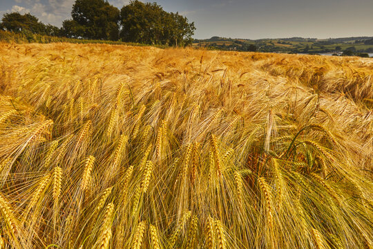 Field of nearly ripe barley swaying in the breeze under a bright sky near Teignmouth in Devon, Great Britain