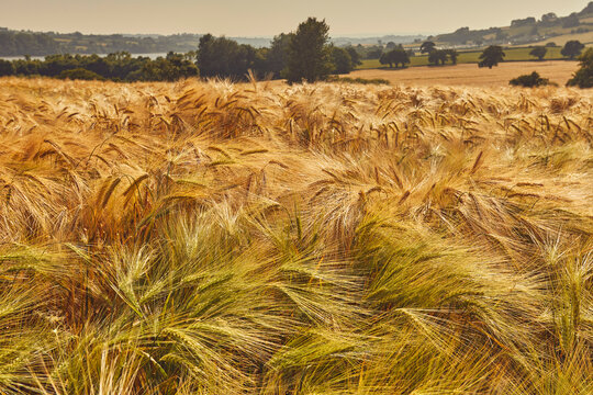 Field of nearly ripe barley in Devon during summer season close to Teignmouth region