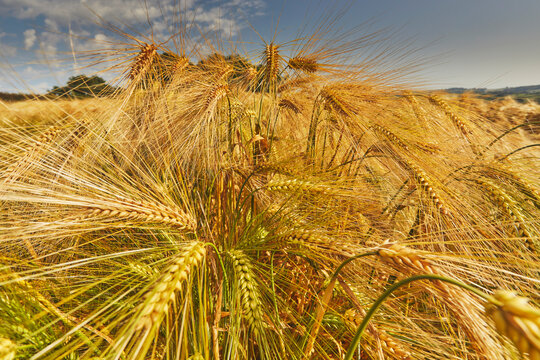 Close-up view of barley reaching maturity in a field in Devon, Great Britain, showcasing the agricultural landscape and plant growth