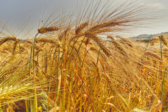 Close-up view of nearly ripe barley in a field showing grain heads in sunlight near Teignmouth in Devon, Great Britain