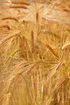 Close-up view of nearly-ripe barley in a field near Teignmouth, Devon in late summer