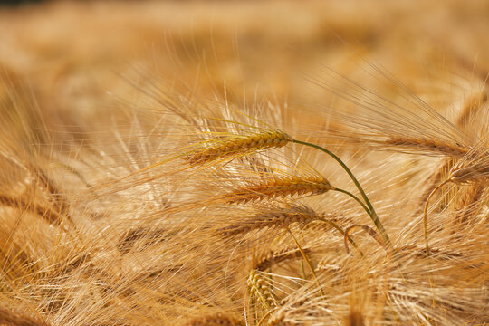 Close-up view of nearly-ripe barley in a field by Teignmouth in Great Britain during summer