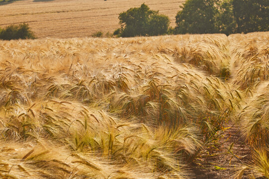 Field of barley ready for harvest in Teignmouth, Devon, during late summer in Great Britain