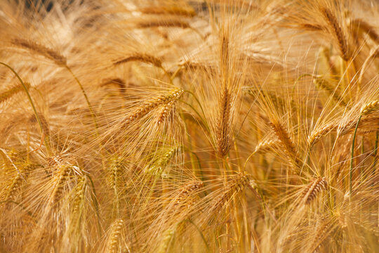 Close-up view of nearly ripe barley ready for harvest in a field in Devon during the growing season