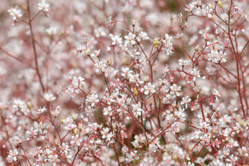 Naklejka premium London pride (saxifraga x urbium) flowers in bloom