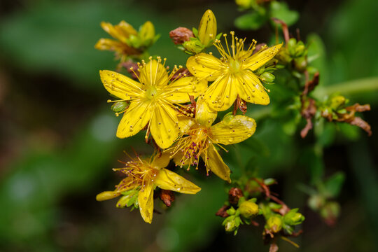 Zbliżenie na kwitnący dziurawiec zwyczajny (Hypericum perforatum) w naturalnym środowisku. Ż&oacute;łte kwiaty dzikiego zioła leczniczego na zielonym tle. Idealne do temat&oacute;w o ziołolecznictwie i naturze.