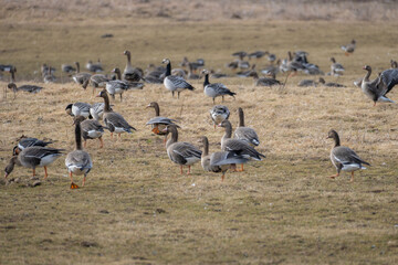 Flock of wild geese feeding on open field during migration season, natural wildlife behavior in rural landscape © Edijs