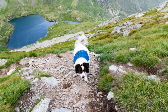 Trekking with a dog in the high mountains of Romania during a sunny day in summer