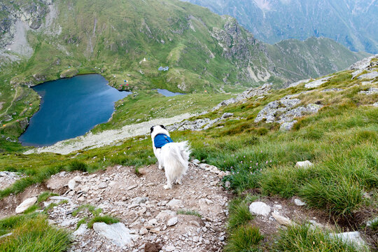 Trekking with a dog in high mountains of Romania on a clear day