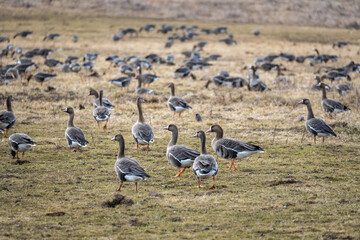 Large flock of wild geese grazing across open field, natural wildlife scene with migration behavior in rural landscape © Edijs