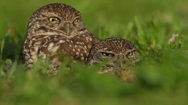 closeup two beautiful burrowing owls guarding on the nest alertly with clean background