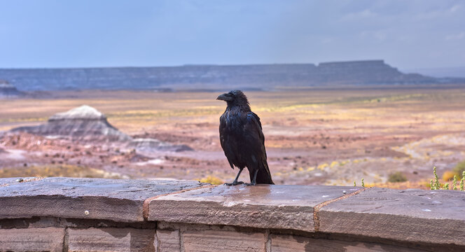 Wet raven stands on stone wall during rain at Jasper Forest overlook in Petrified Forest Arizona
