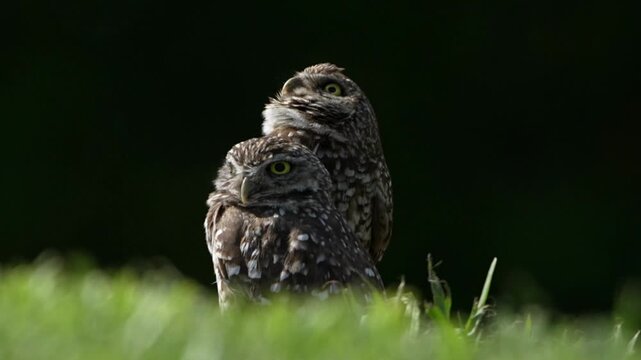 closeup two beautiful burrowing owls guarding on the nest alertly with clean background