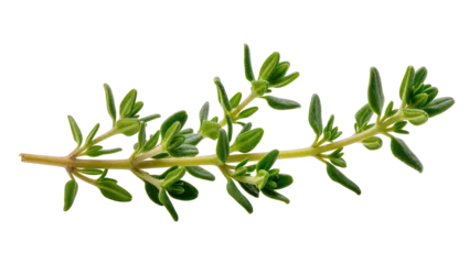 Fresh green thyme sprig with tiny oval leaves and golden stem, beautifully detailed isolated on transparent background © Hughes