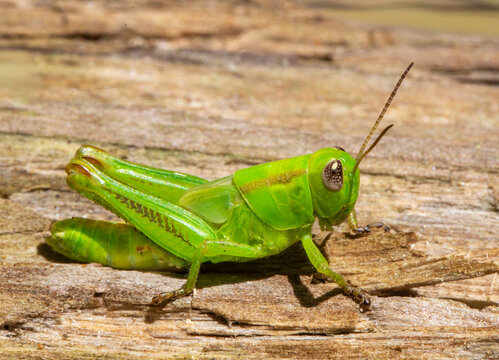 Small grasshopper resting on wood in a park environment during daytime in Toronto, Ontario, Canada