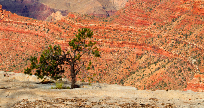 View of Grand Canyon with tree at South Rim in Arizona with colorful rock formations in the background