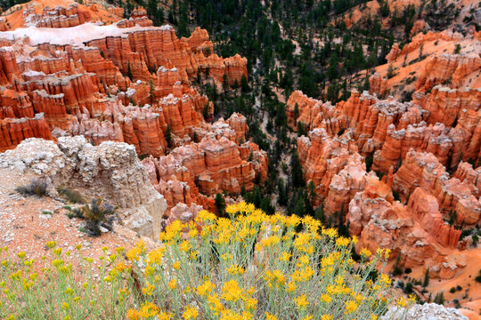 Exploring the rock formations and wildflowers at Bryce Canyon National Park in Utah on a sunny day
