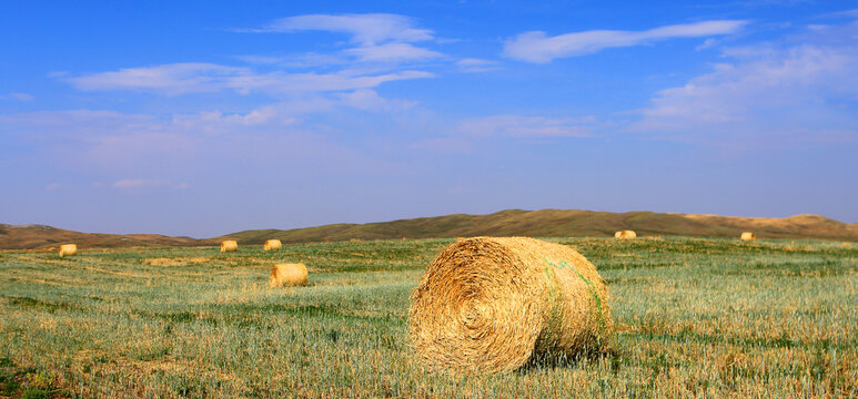 Harvested hay bales scattered across a field in Southern Alberta, Canada during late afternoon light