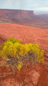Canyonlands landscape with yellow shrub on red rock outcrop in the evening light